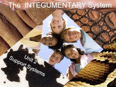 The INTEGUMENTARY System Unit 2 Support Systems. Functions of the Skin Protection Vitamin D Production Sensory Organ Temperature Regulation Protection.