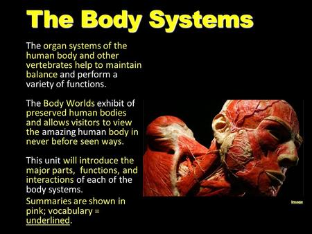 The Body Systems The organ systems of the human body and other vertebrates help to maintain balance and perform a variety of functions. The Body Worlds.