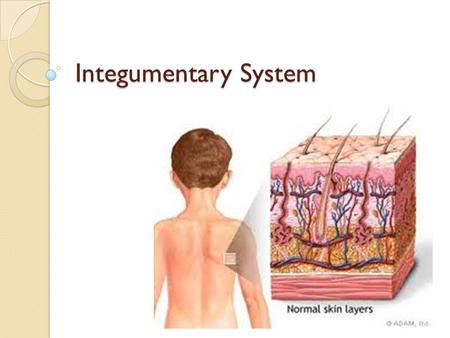 Integumentary System. Integumentary system includes… Skin Hair Nails.