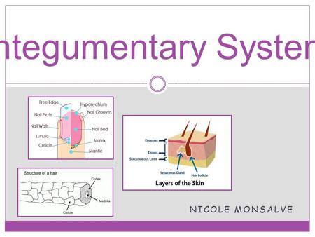 NICOLE MONSALVE Integumentary System. What is the Integumentary System? The Integumentary system is the skin, the hair, sweat glands, and the nails. Its.