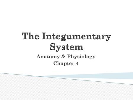The Integumentary System Anatomy & Physiology Chapter 4.