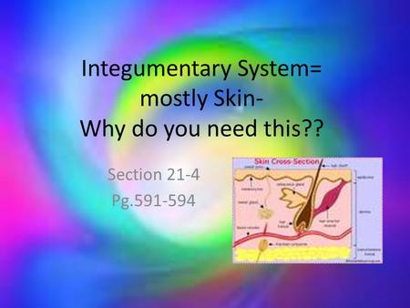 Integumentary System= mostly Skin- Why do you need this?? Section 21-4 Pg.591-594.