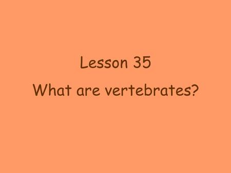Lesson 35 What are vertebrates?. What do goldfish, frogs, turtles, robins, and people all have in common? They are vertebrates. Vertebrates are animals.