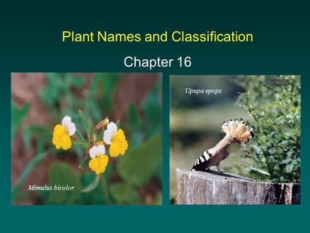 Plant Names and Classification