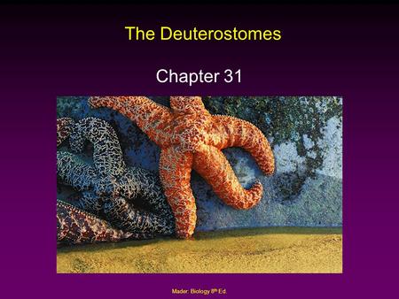 The Deuterostomes Chapter 31 Mader: Biology 8th Ed.