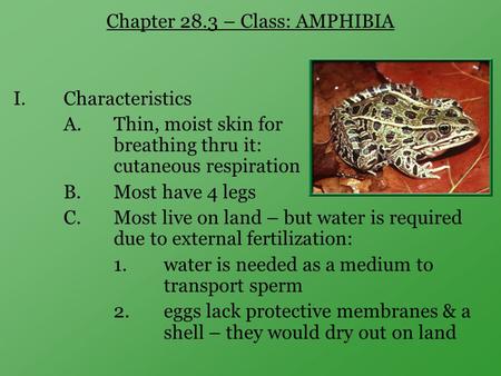 Chapter 28.3 – Class: AMPHIBIA I.Characteristics A.Thin, moist skin for breathing thru it: cutaneous respiration B.Most have 4 legs C.Most live on land.
