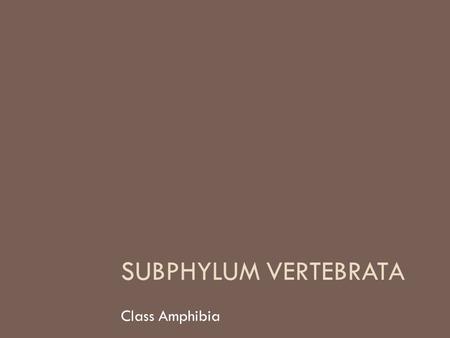 SUBPHYLUM VERTEBRATA Class Amphibia. Origin and Evolution of Amphibians  Introduction About 400 million years ago, the first amphibians evolved from.