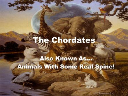The Chordates Also Known As… Animals With Some Real Spine!