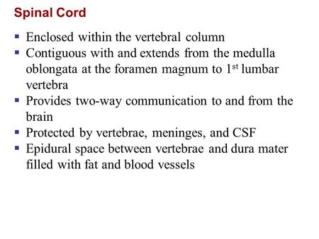 Spinal Cord  Enclosed within the vertebral column  Contiguous with and extends from the medulla oblongata at the foramen magnum to 1 st lumbar vertebra.