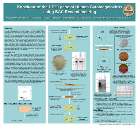 Kristin Rosche, Emily Thornsen & Lloyd Turtinen  Department of Biology  University of Wisconsin-Eau Claire Knockout of the US29 gene of Human Cytomegalovirus.