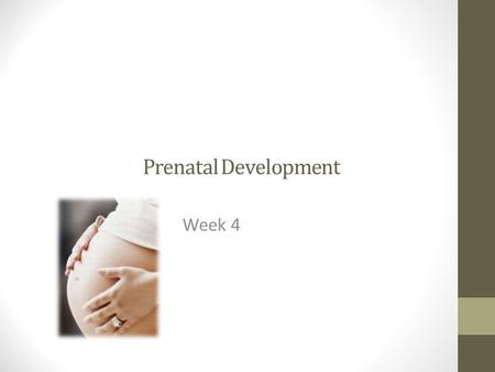 Prenatal Development Week 4. Prenatal Development 3 Trimester’s: 1 st, 2 nd & 3 rd 3 Periods (stages): Germinal, embryonic & fetal 38 weeks.