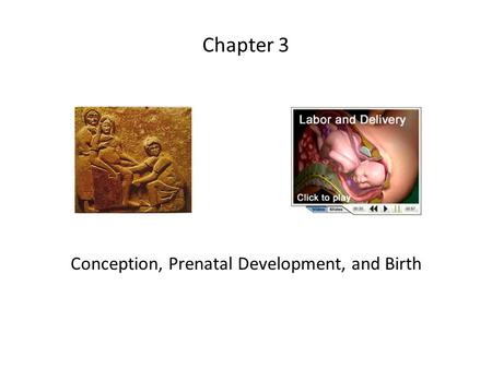 Chapter 3 Conception, Prenatal Development, and Birth.