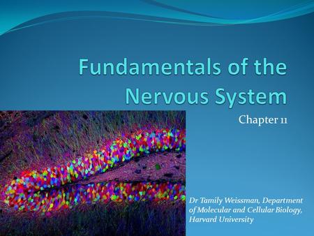 Chapter 11 Dr Tamily Weissman, Department of Molecular and Cellular Biology, Harvard University.