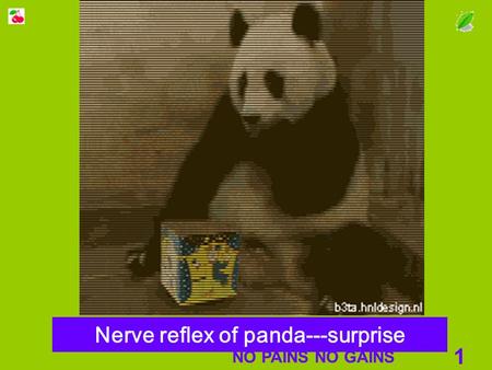 Nerve reflex of panda---surprise
