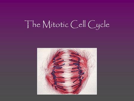 The Mitotic Cell Cycle. Functions of Cell Division Reproduction—some unicellular organisms divide to form duplicate offspring Growth—multicellular organisms.