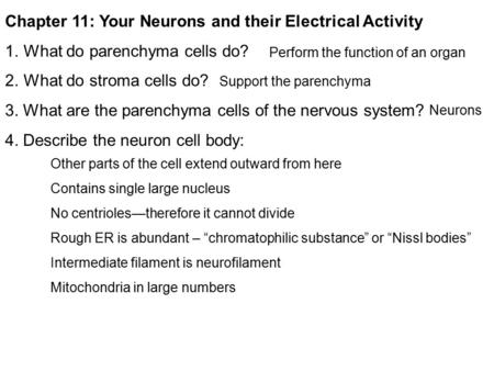 Chapter 11: Your Neurons and their Electrical Activity 1.What do parenchyma cells do? 2.What do stroma cells do? 3. What are the parenchyma cells of the.