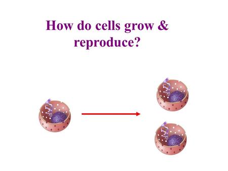 How do cells grow & reproduce?. In the Beginning – One Cell Most of the organisms start out as one cell Humans start out as a single cell, the zygote,