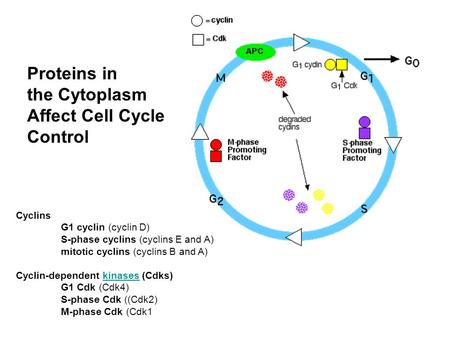 Cyclins G1 cyclin (cyclin D) S-phase cyclins (cyclins E and A) mitotic cyclins (cyclins B and A) Cyclin-dependent kinases (Cdks)kinases G1 Cdk (Cdk4) S-phase.