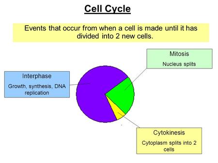 Cell Cycle Events that occur from when a cell is made until it has divided into 2 new cells. Mitosis Nucleus splits Interphase Growth, synthesis, DNA replication.