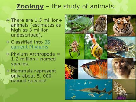 Zoology – the study of animals.  There are 1.5 million+ animals (estimates as high as 3 million undescribed).  Classified into 35 current Phylums35 current.