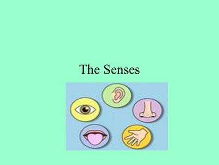 The Senses.
