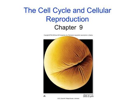 The Cell Cycle and Cellular Reproduction Chapter 9.