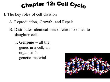 Chapter 12: Cell Cycle I. The key roles of cell division
