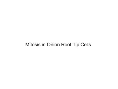 Mitosis in Onion Root Tip Cells. Interphase Onion root tip mitosis cell grows in size cell replicates DNA in preparation for mitosis individual chromosomes.
