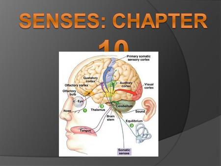 Senses: Chapter 10.