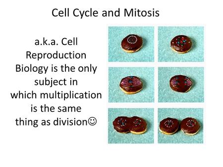 Cell Cycle and Mitosis a.k.a. Cell Reproduction