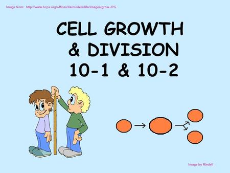 Image from:  Image by Riedell CELL GROWTH & DIVISION 10-1 & 10-2.