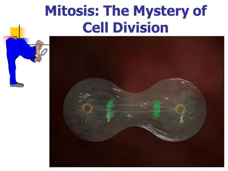 Mitosis: The Mystery of Cell Division. Objectives When you complete this program you should be able to: 1. Define the term Mitosis. 2. List and describe.