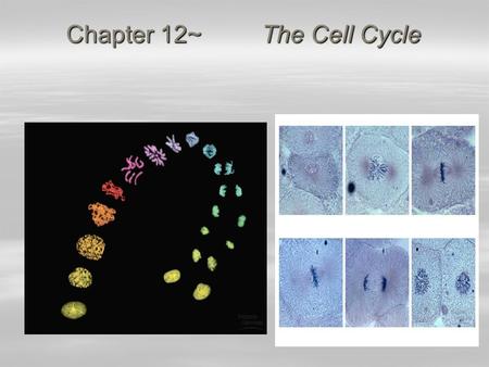 Chapter 12~ The Cell Cycle 2007-2008 Biology is the only subject in which multiplication is the same thing as division…