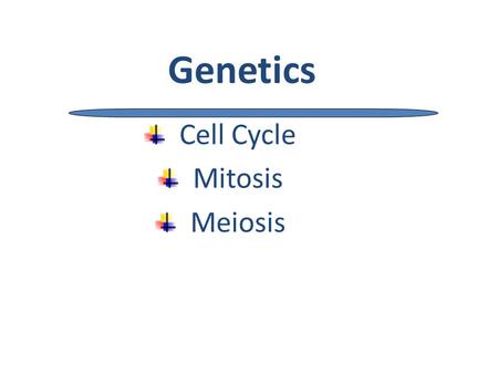 Genetics Cell Cycle Mitosis Meiosis.