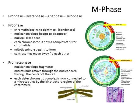 M-Phase Prophase – Metaphase – Anaphase – Telophase Prophase