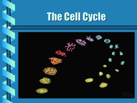 The Cell Cycle. Genetic Information b Genome: cell’s genetic information b DNA organized into chromosomes Diploid (2n): 2 sets of chromosomes … somatic.