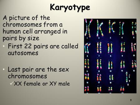 Karyotype A picture of the chromosomes from a human cell arranged in pairs by size First 22 pairs are called autosomes Last pair are the sex chromosomes.