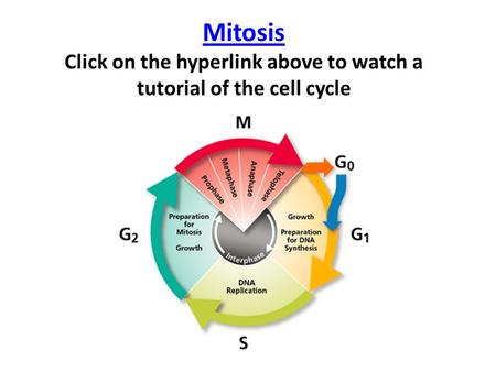 Critical Check Points in the Cell Cycle