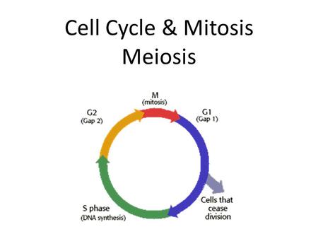 Cell Cycle & Mitosis Meiosis