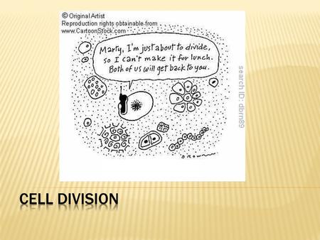 Cell division.