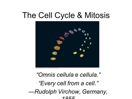 The Cell Cycle & Mitosis “Omnis cellula e cellula.” “Every cell from a cell.” —Rudolph Virchow, Germany, 1855.