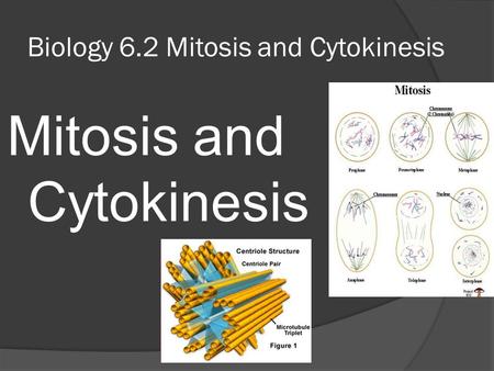 Biology 6.2 Mitosis and Cytokinesis