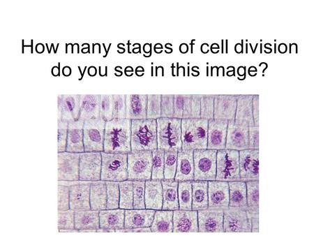 How many stages of cell division do you see in this image?