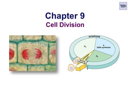 Chapter 9 Cell Division AP Movie—Ch 09: Mitosis [100 Greatest Discoveries]