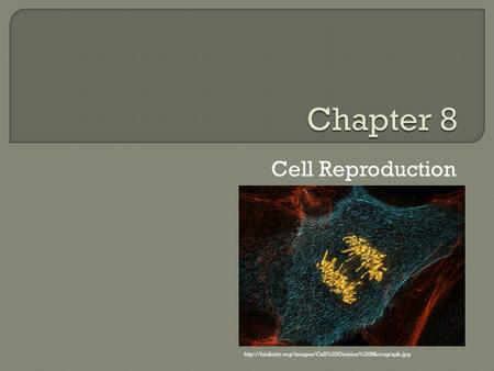 Chapter 8 Cell Reproduction