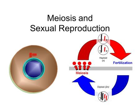 Meiosis and Sexual Reproduction. Asexual Reproduction sexual A = not A form of reproduction that: Is non-sexual (only single parent is needed) produces.