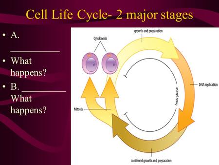 Cell Life Cycle- 2 major stages A. __________ What happens? B. _________ What happens?