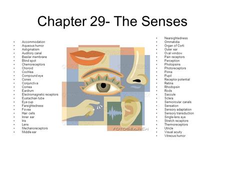Chapter 29- The Senses Accommodation Aqueous humor Astigmatism Auditory canal Basilar membrane Blind spot Chemoreceptors Choroid Cochlea Compound eye Cones.