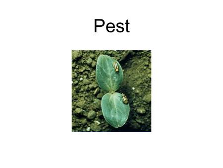 Pest. Insect and Pest Insects are small animals that have three body regions and three pairs or six legs. Body regions are head, thorax and abdomen.