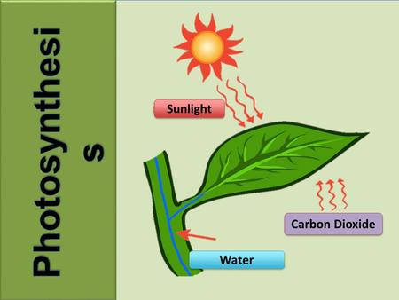 Sunlight Carbon Dioxide Water. Use your knowledge of photosynthesis and cellular respiration to complete the above equations.